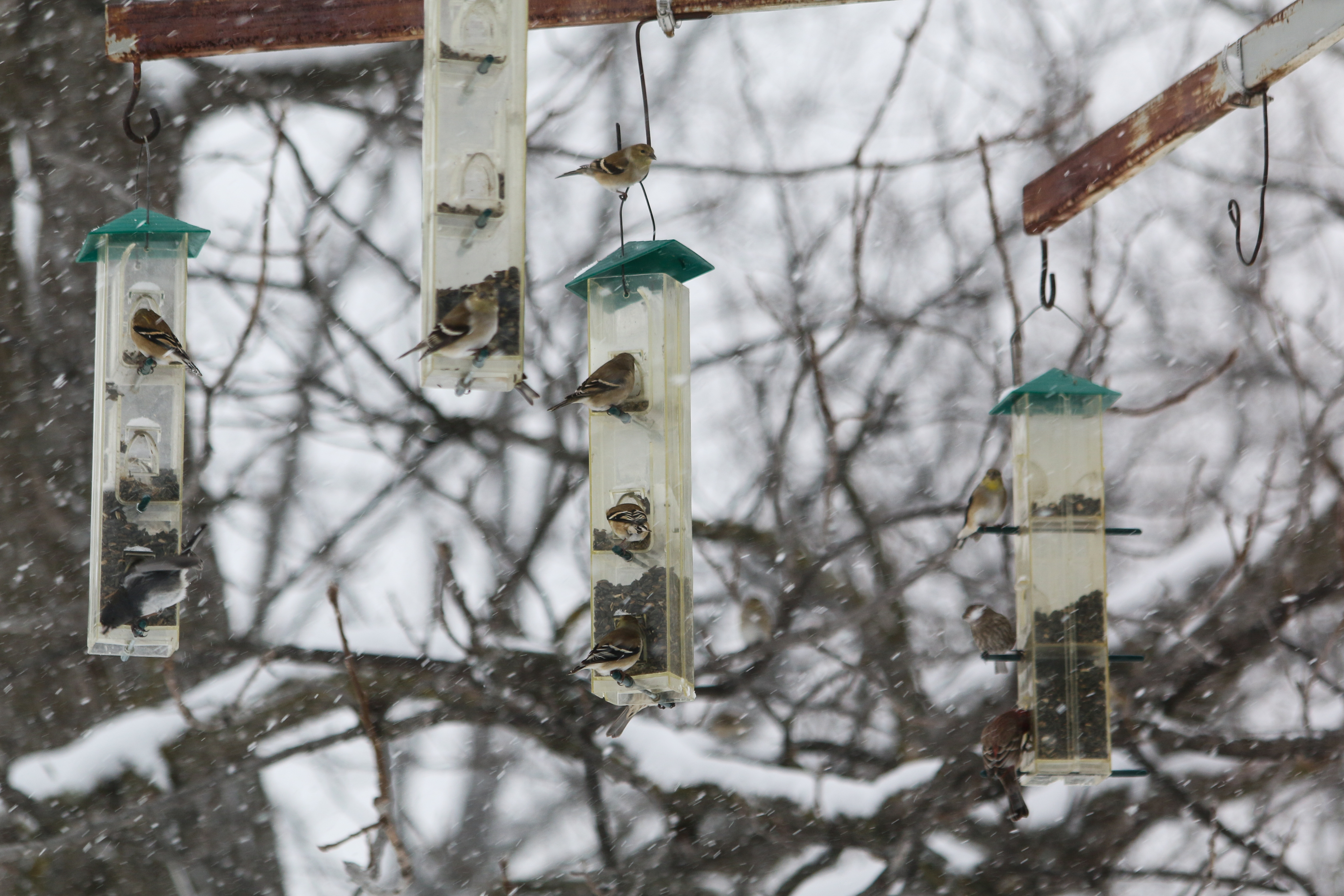 Des oiseaux au Jardin botanique de Montréal.