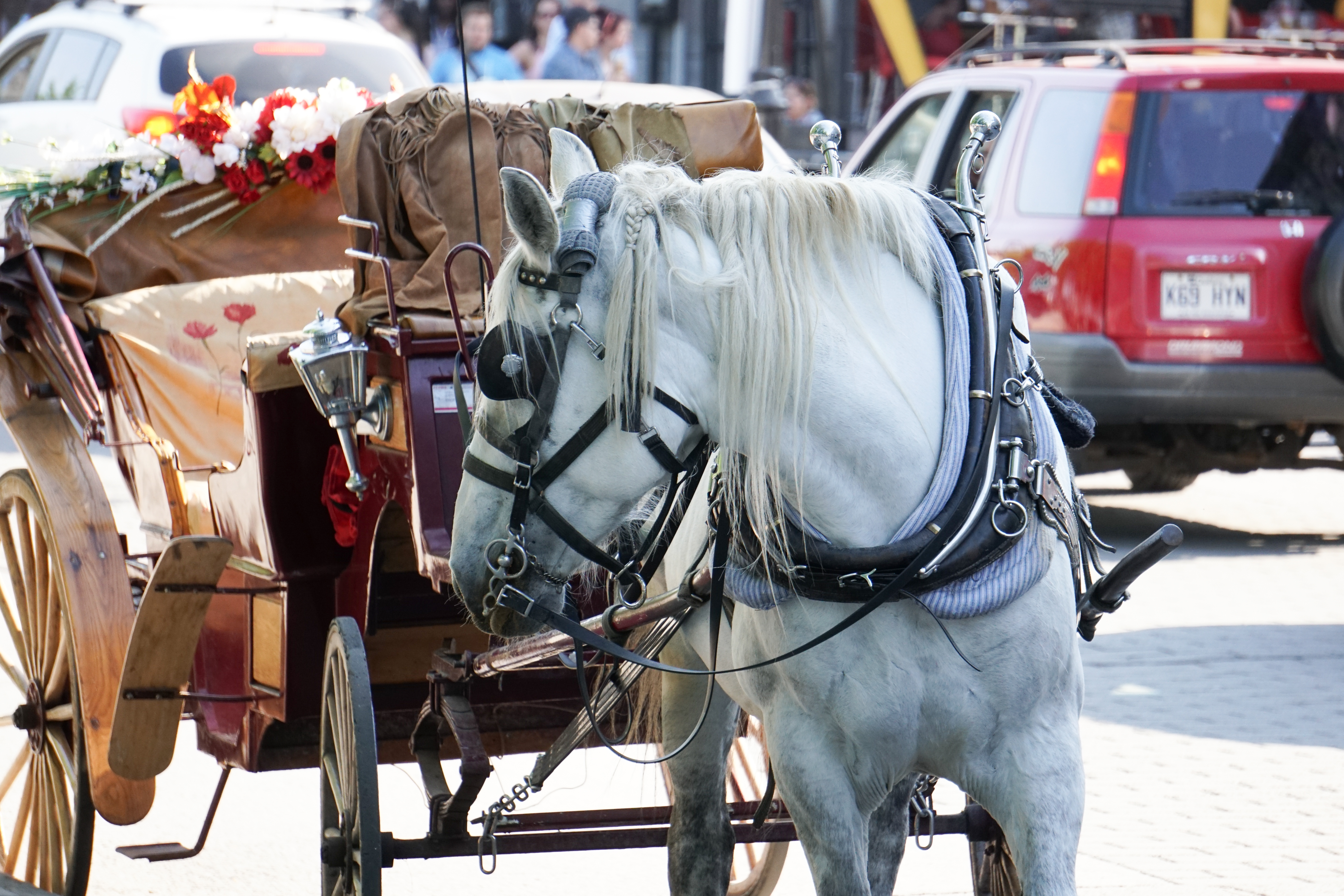 calèches vieux montréal