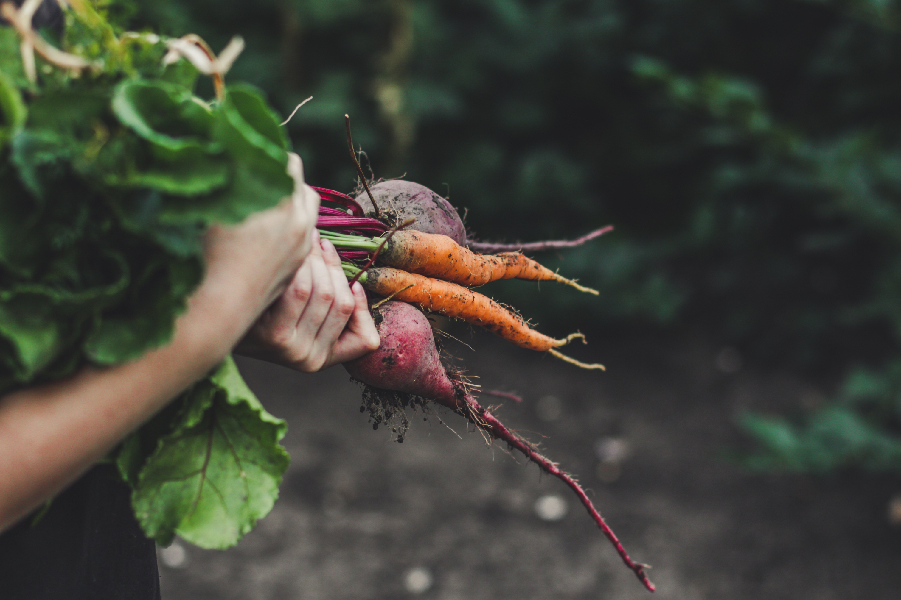 légumes biologiques