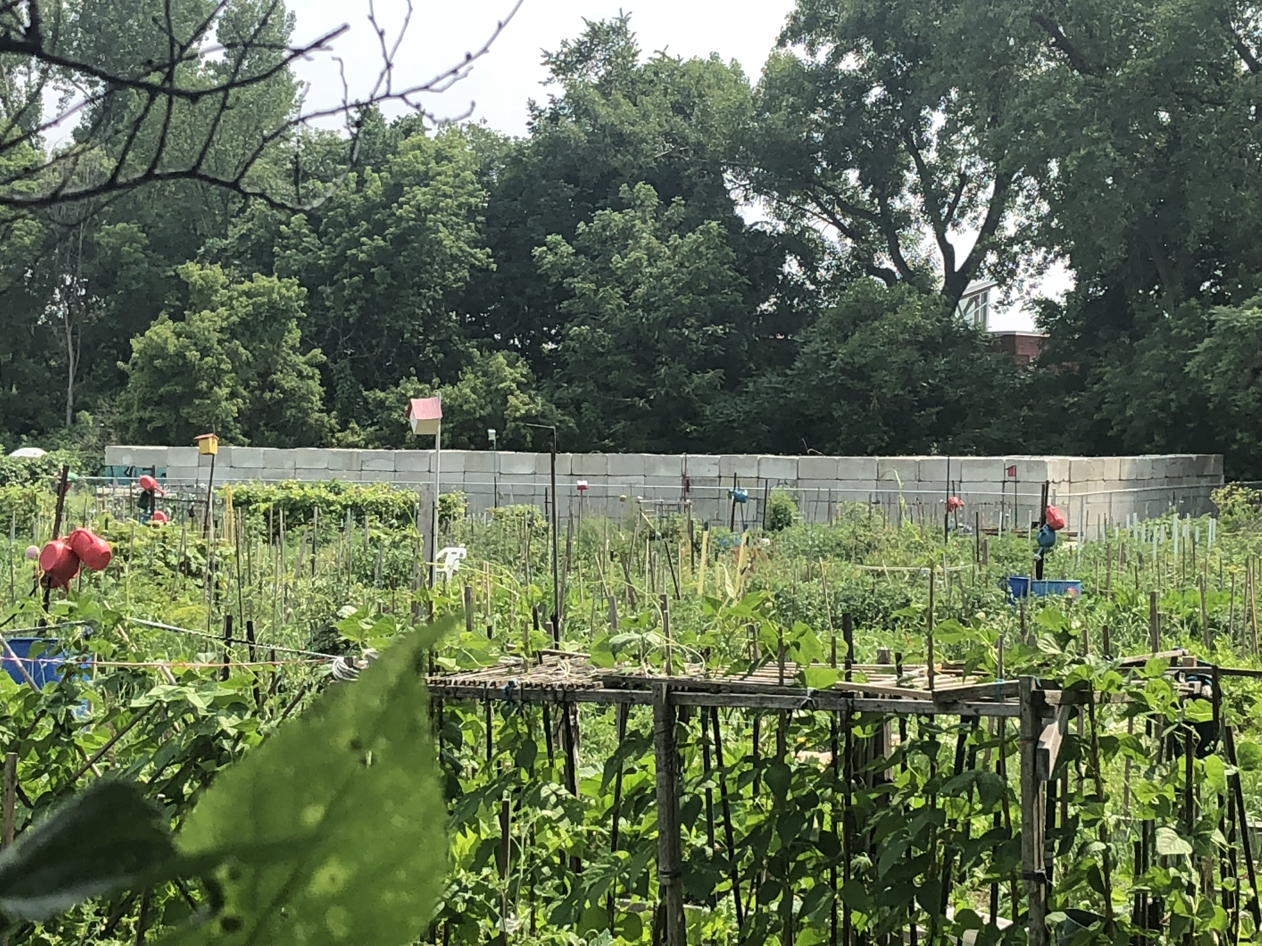 jardins communautaires