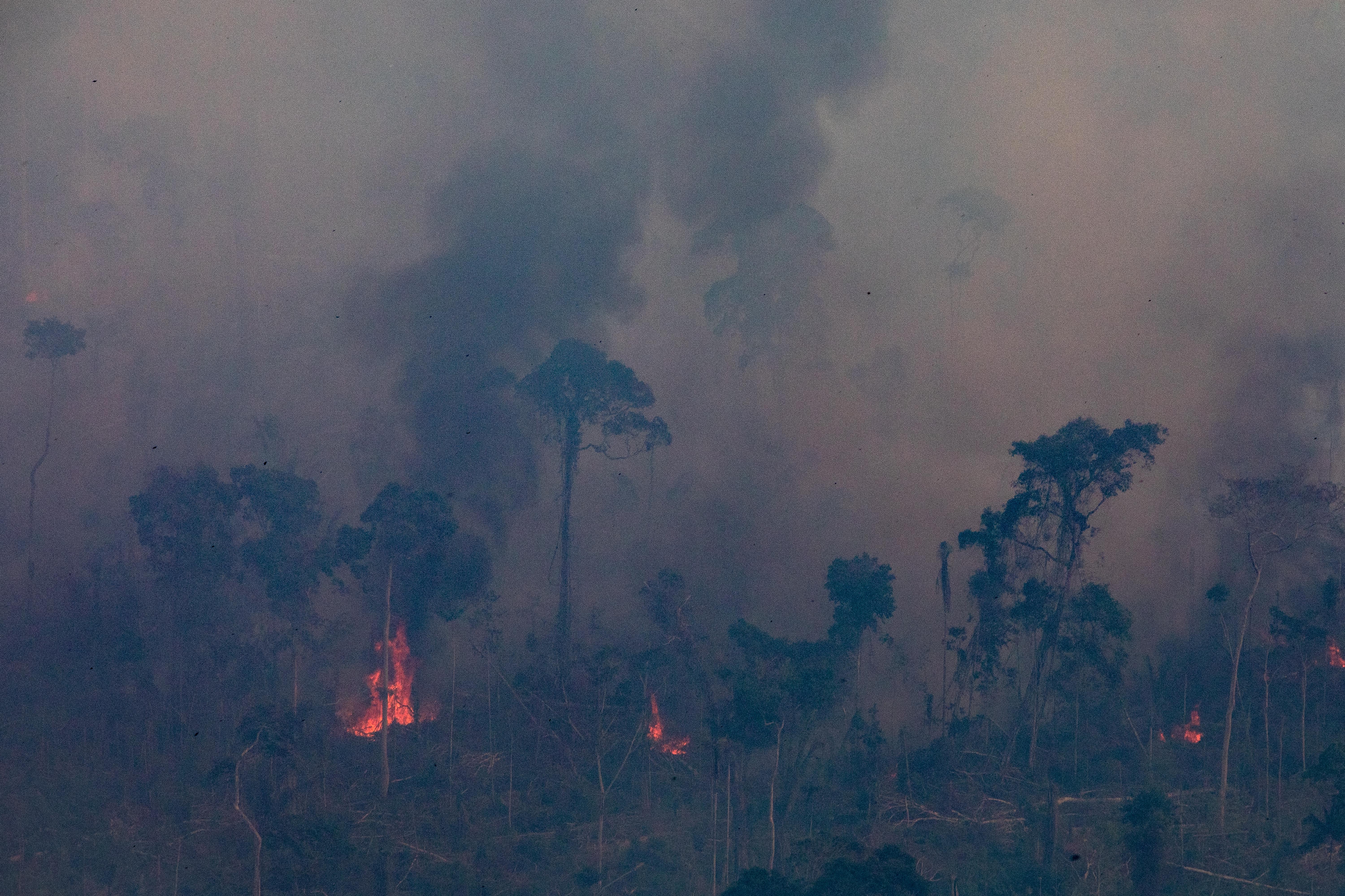 canne à sucre Amazonie pape