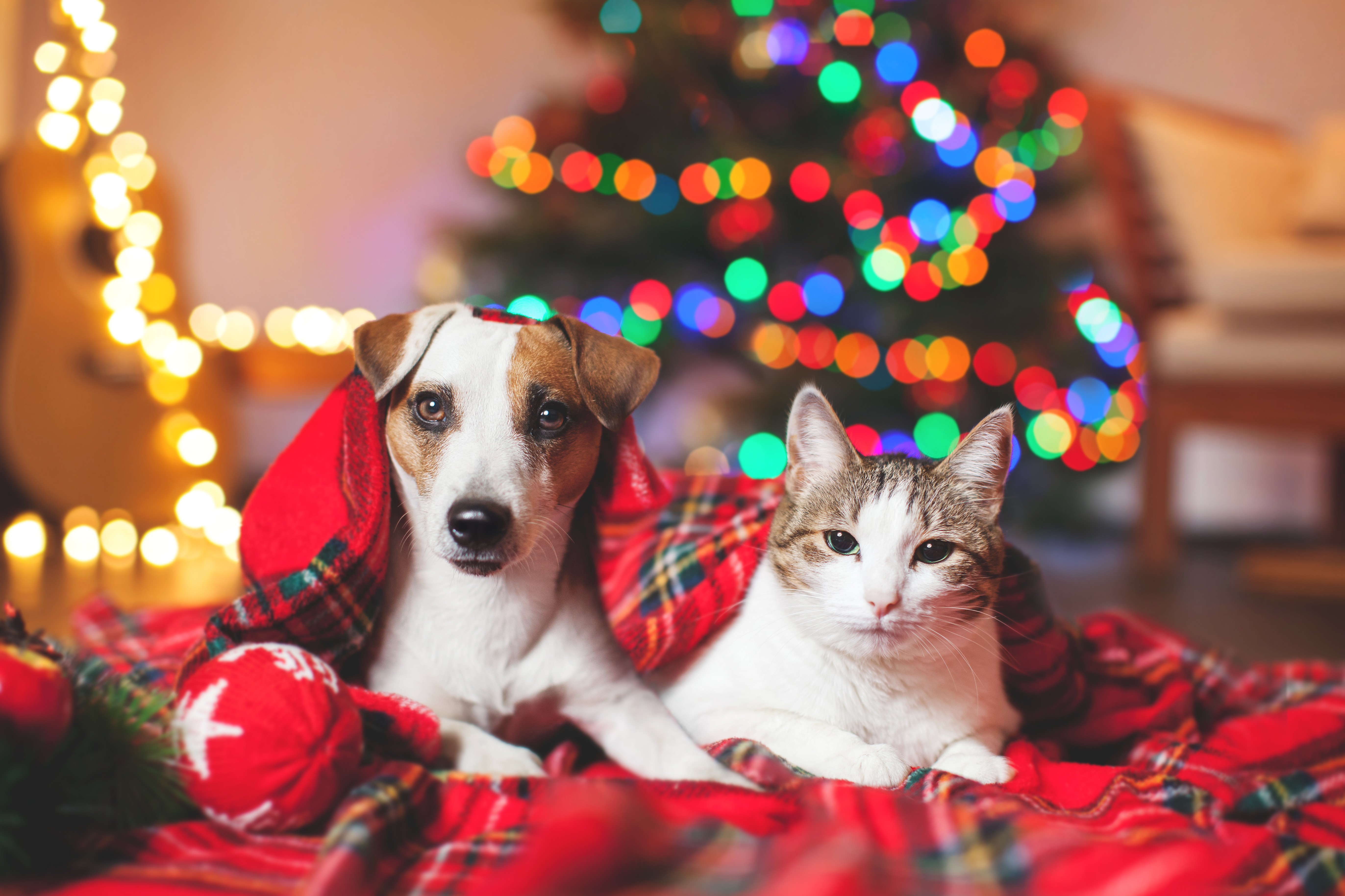 animaux Noël