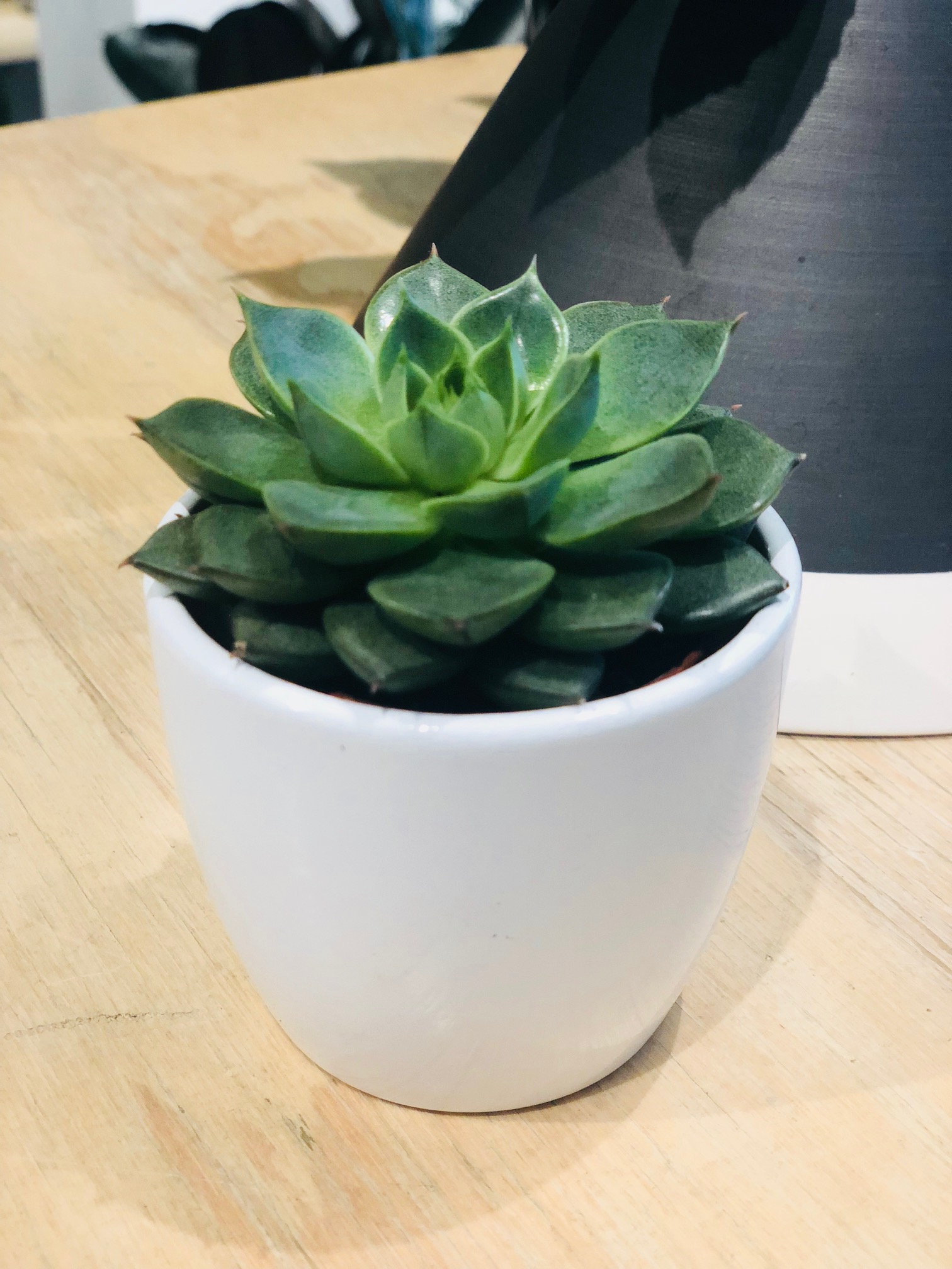 plante