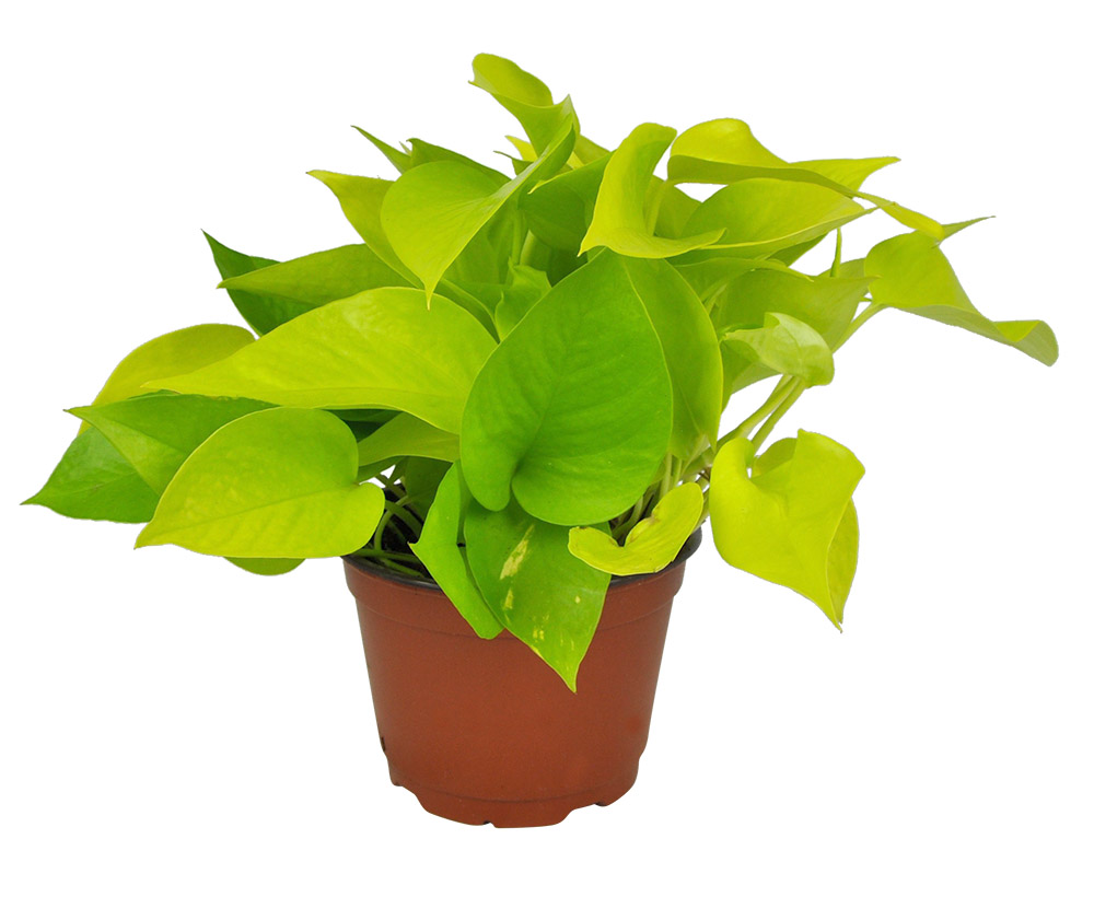 plante
