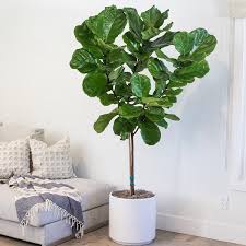 plante