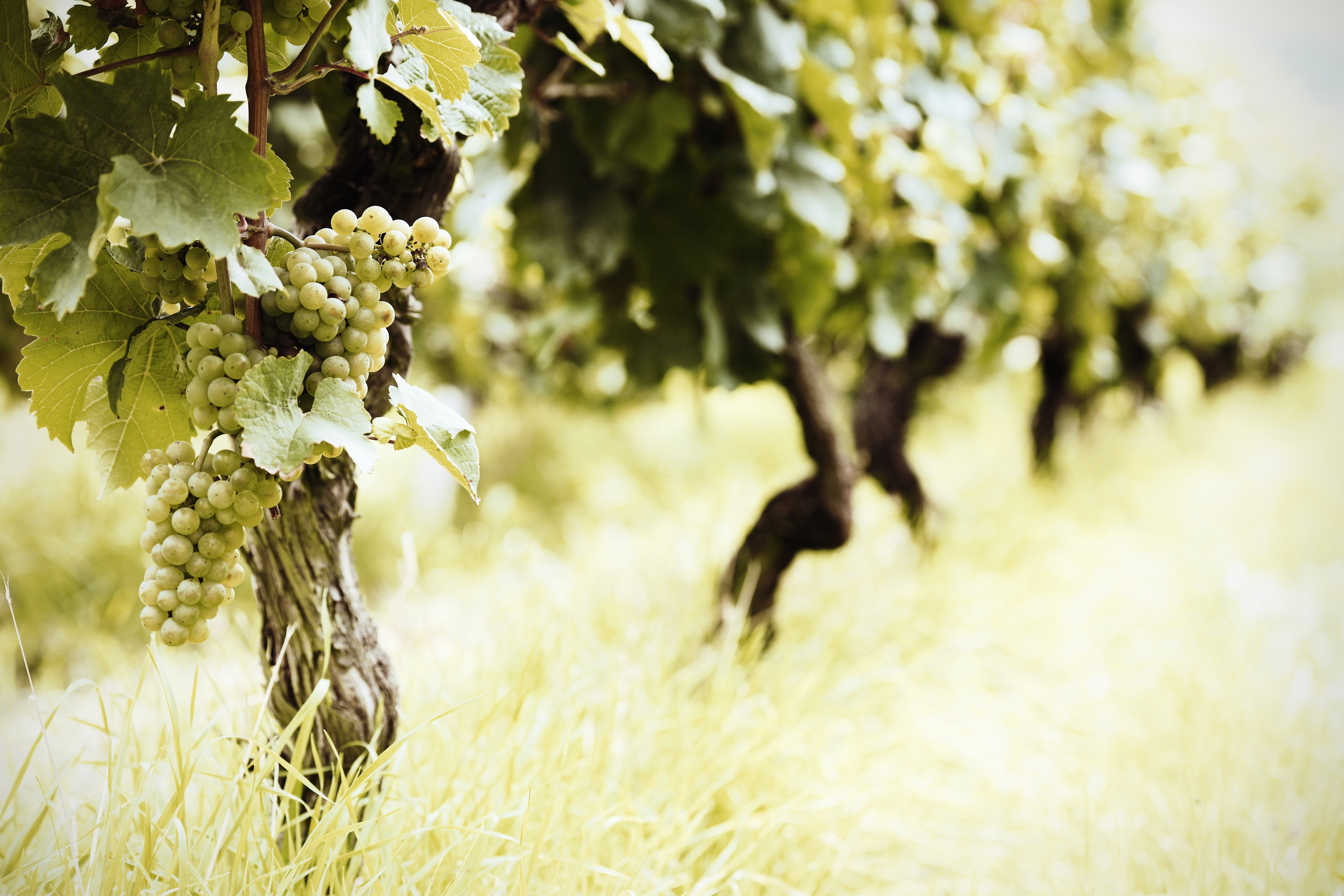 riesling
