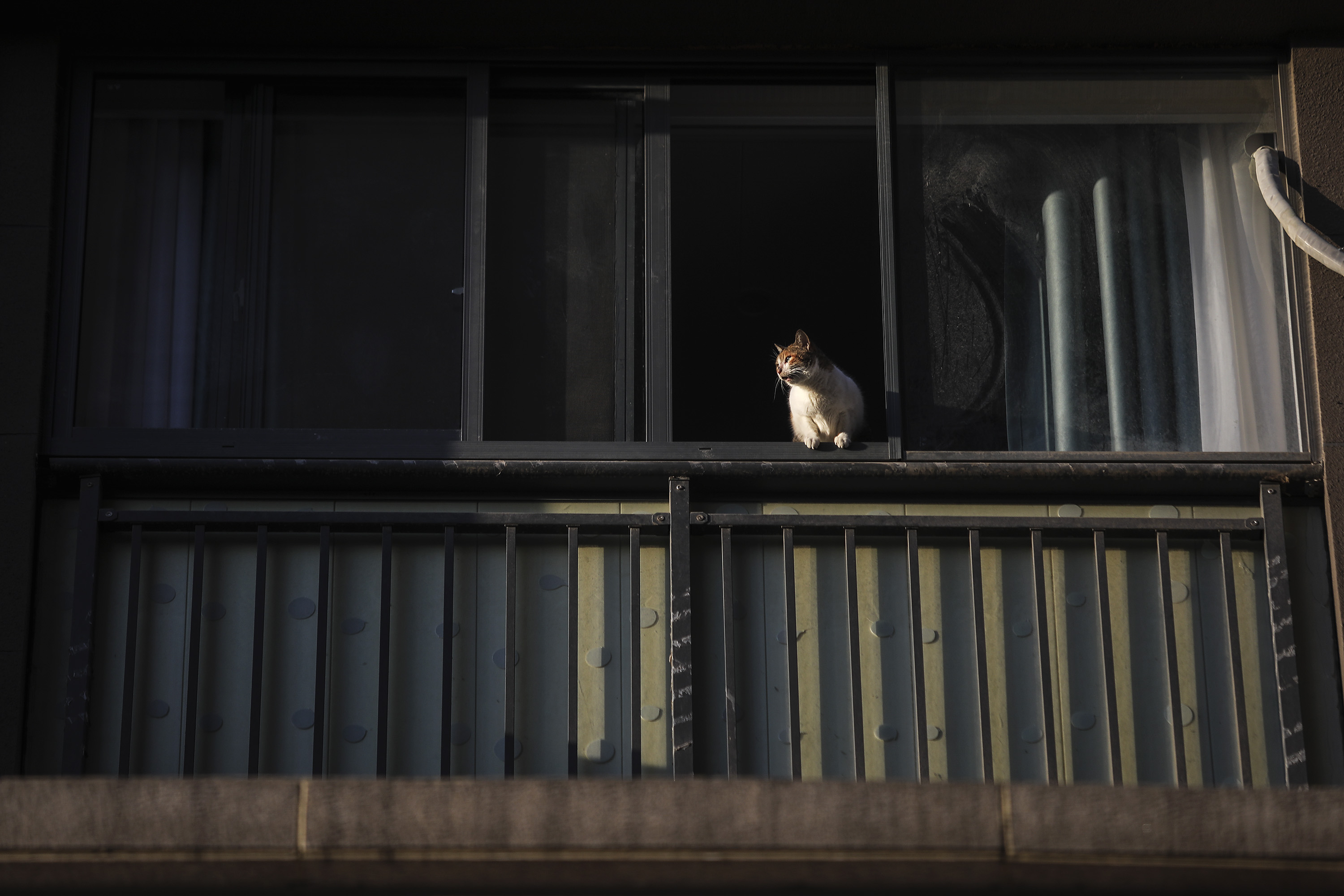 Les animaux domestiques ne transmettent pas le coronavirus