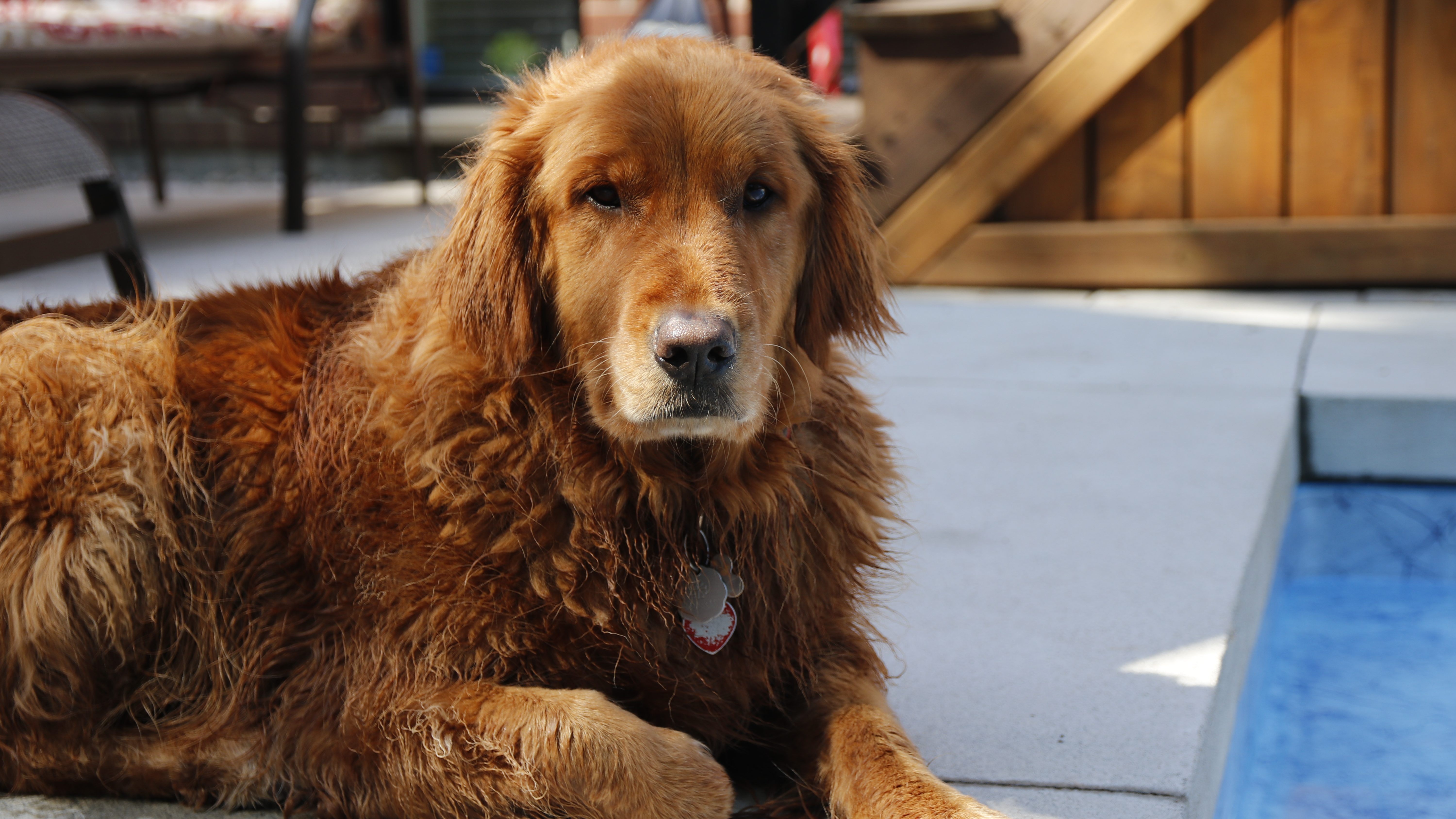 Chien venant de se baigner