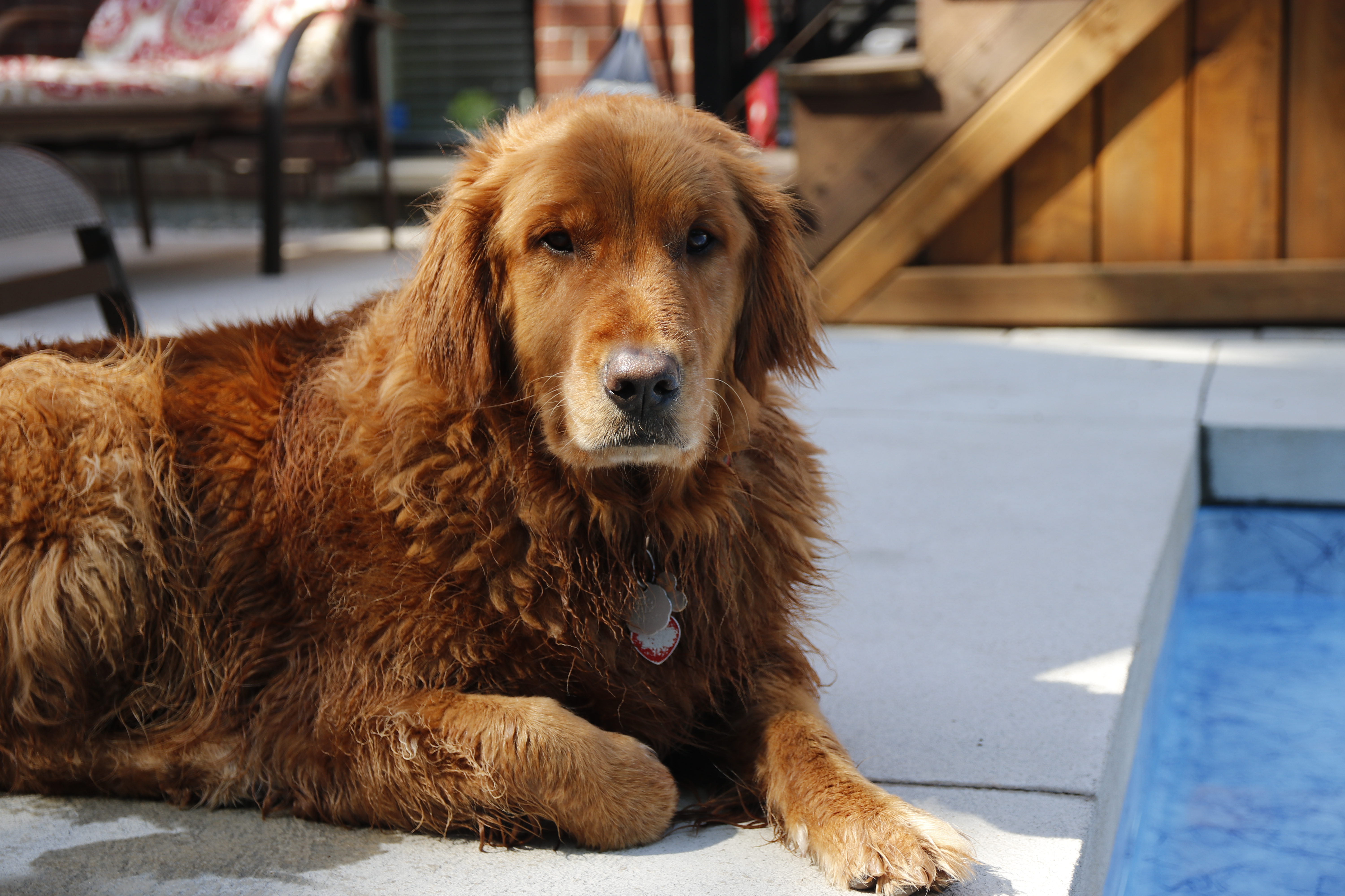 Chien venant de se baigner
