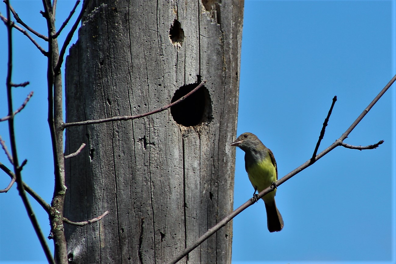 Oiseaux du Technoparc