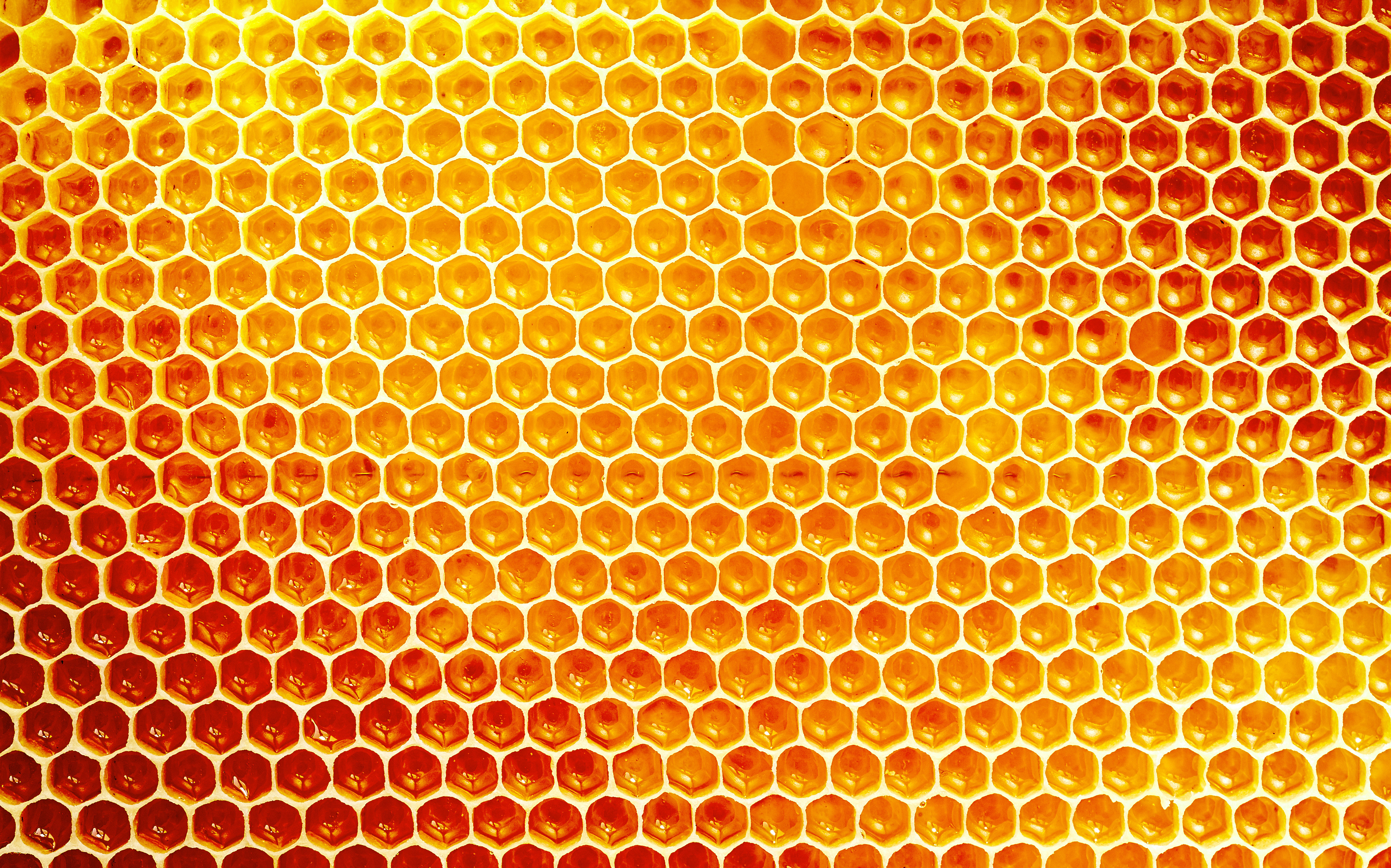alvéoles d'une ruche d'abeilles