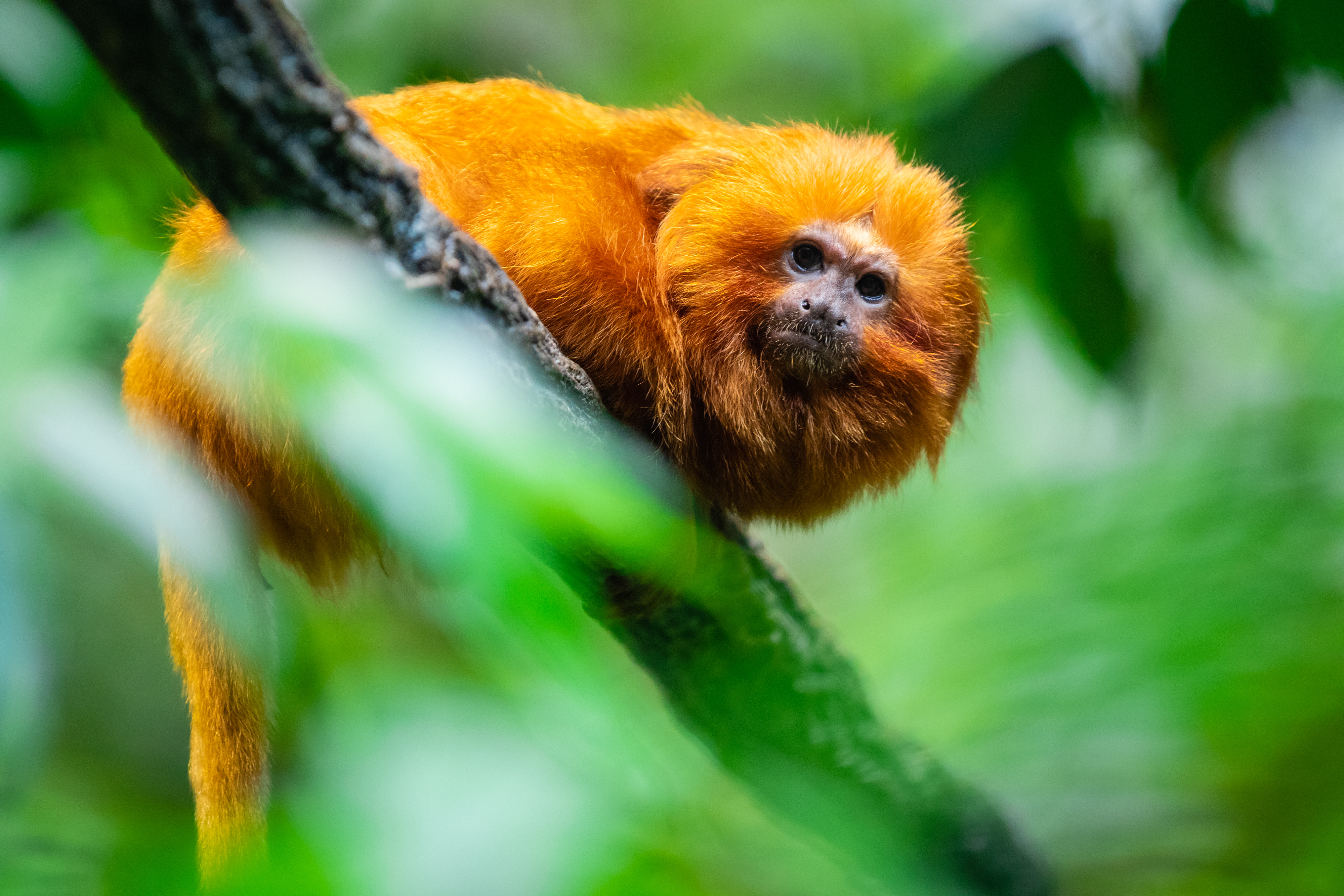 Le Biodôme sera ouvert au public le 31 août.