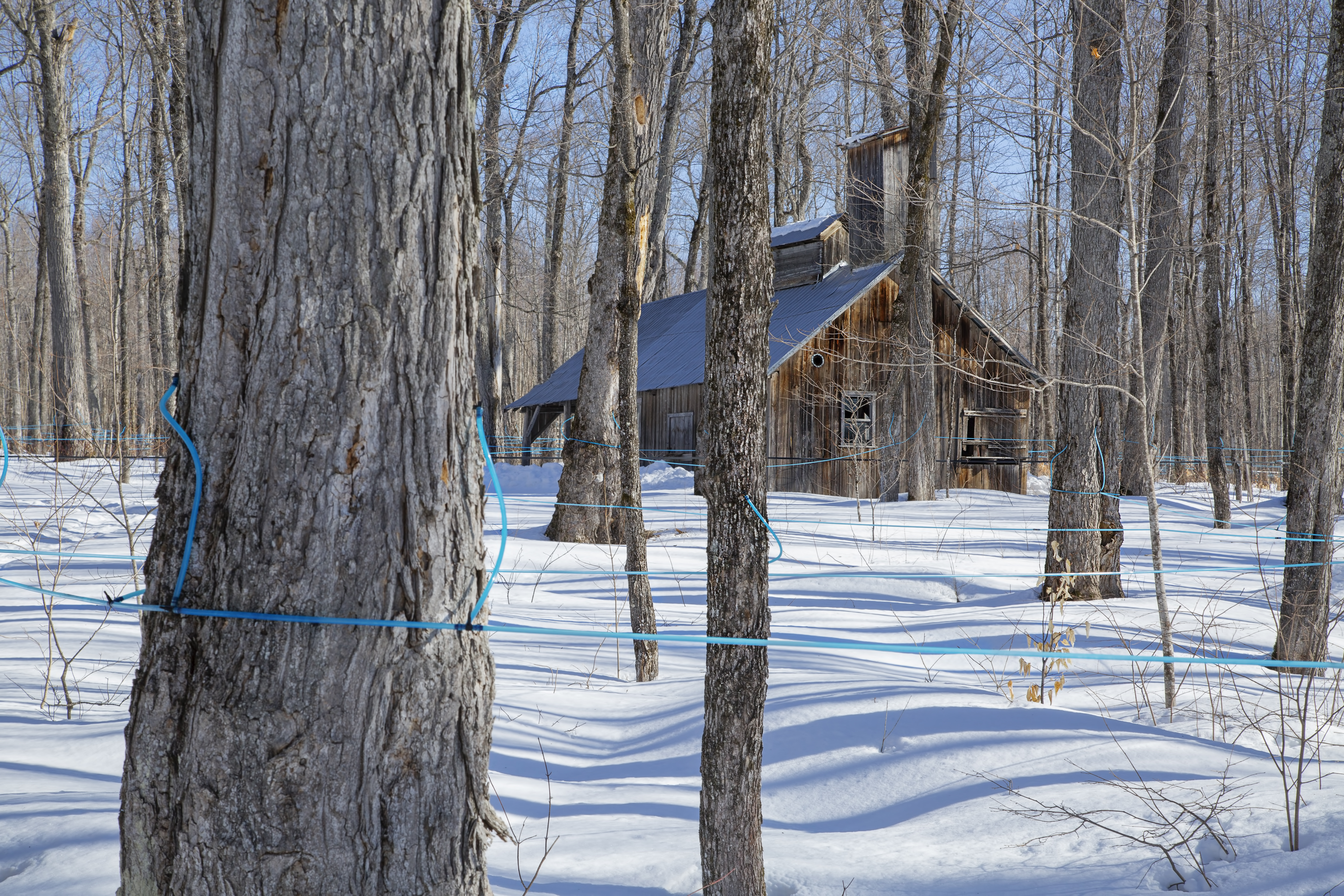 Les cabanes à sucre appellent à l'aide.