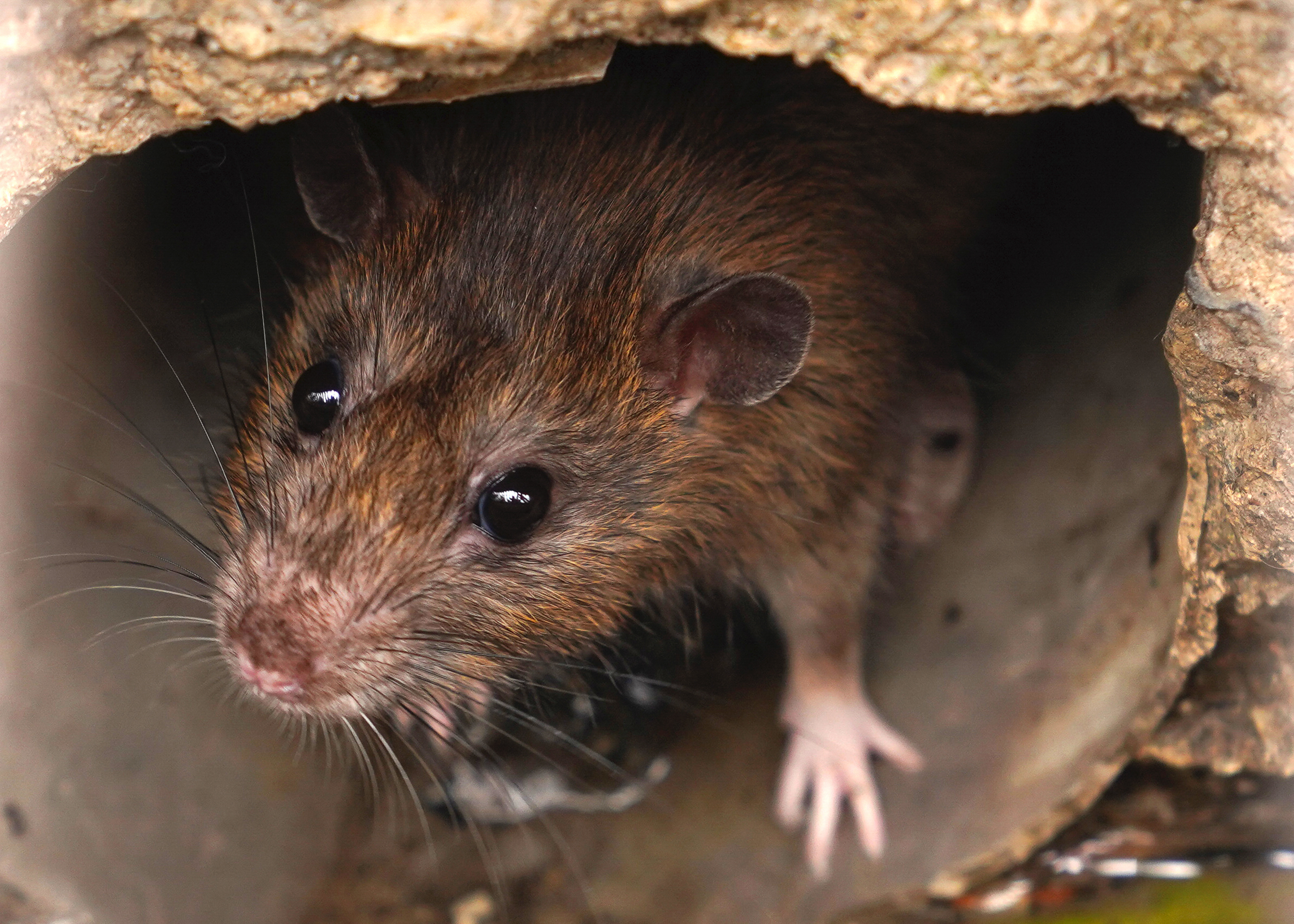 rats Rosemont SRB Pie-IX