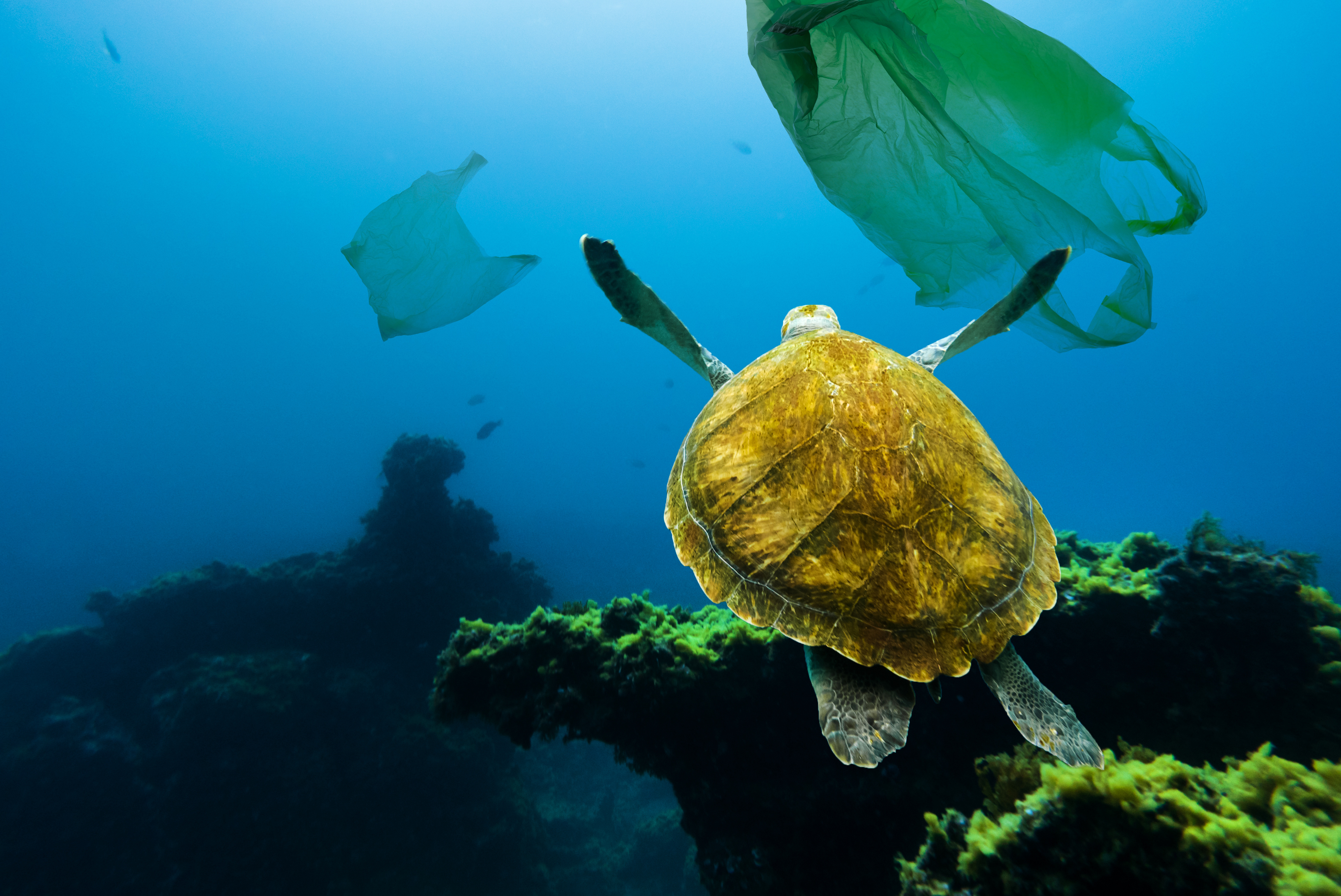Une tortue nage dans du plastique