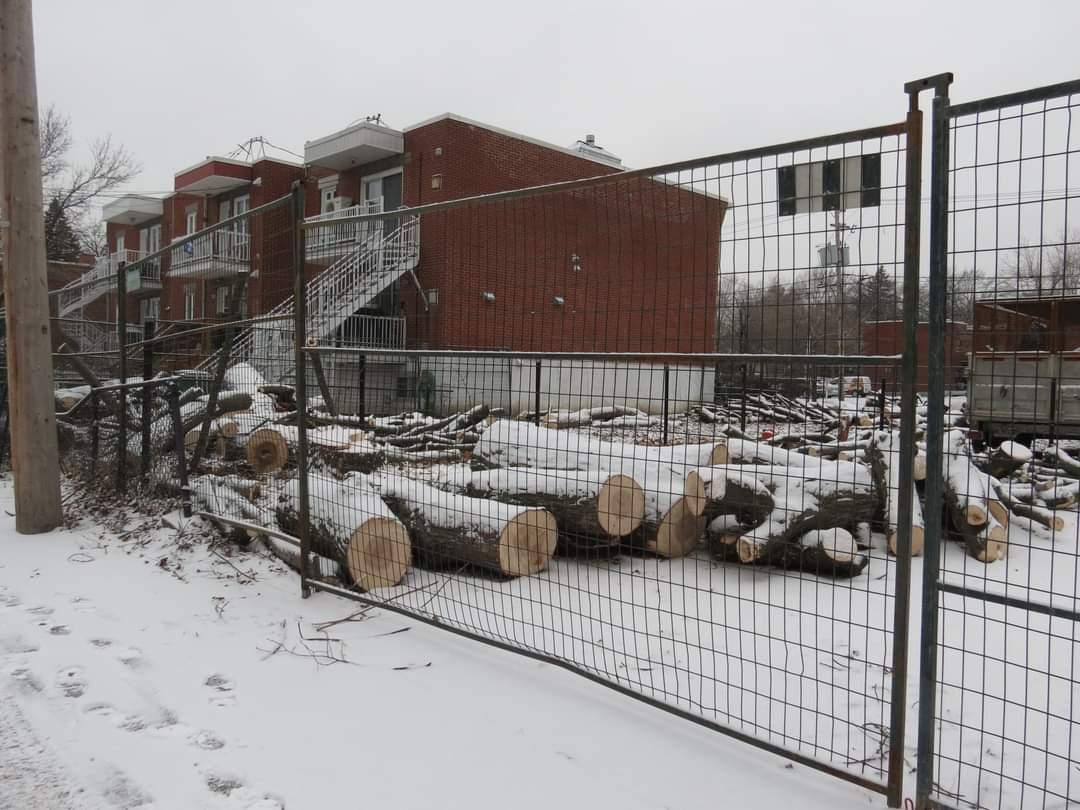 Abattage d'arbres centenaires