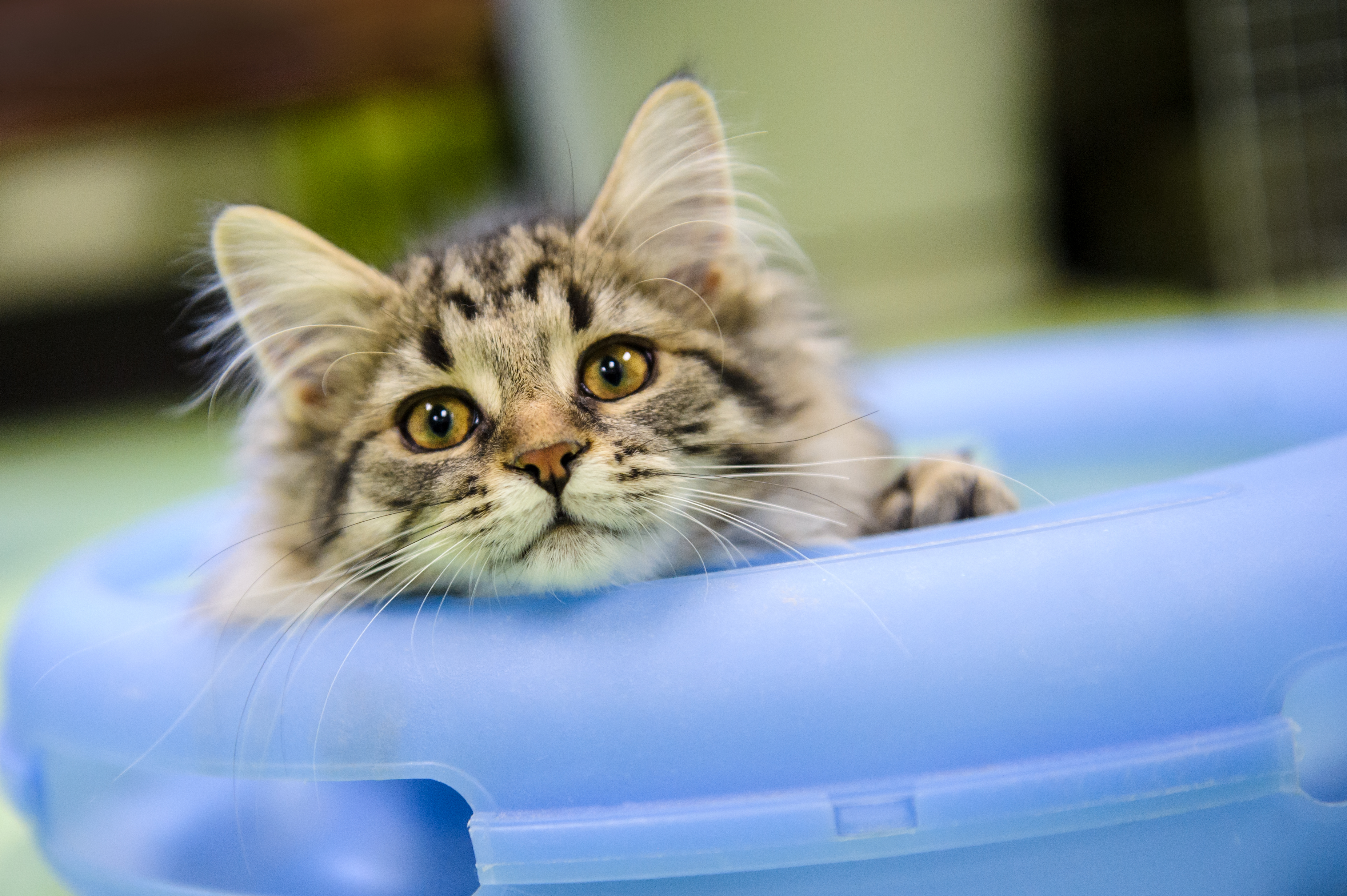 adoption animaux chat SPCA