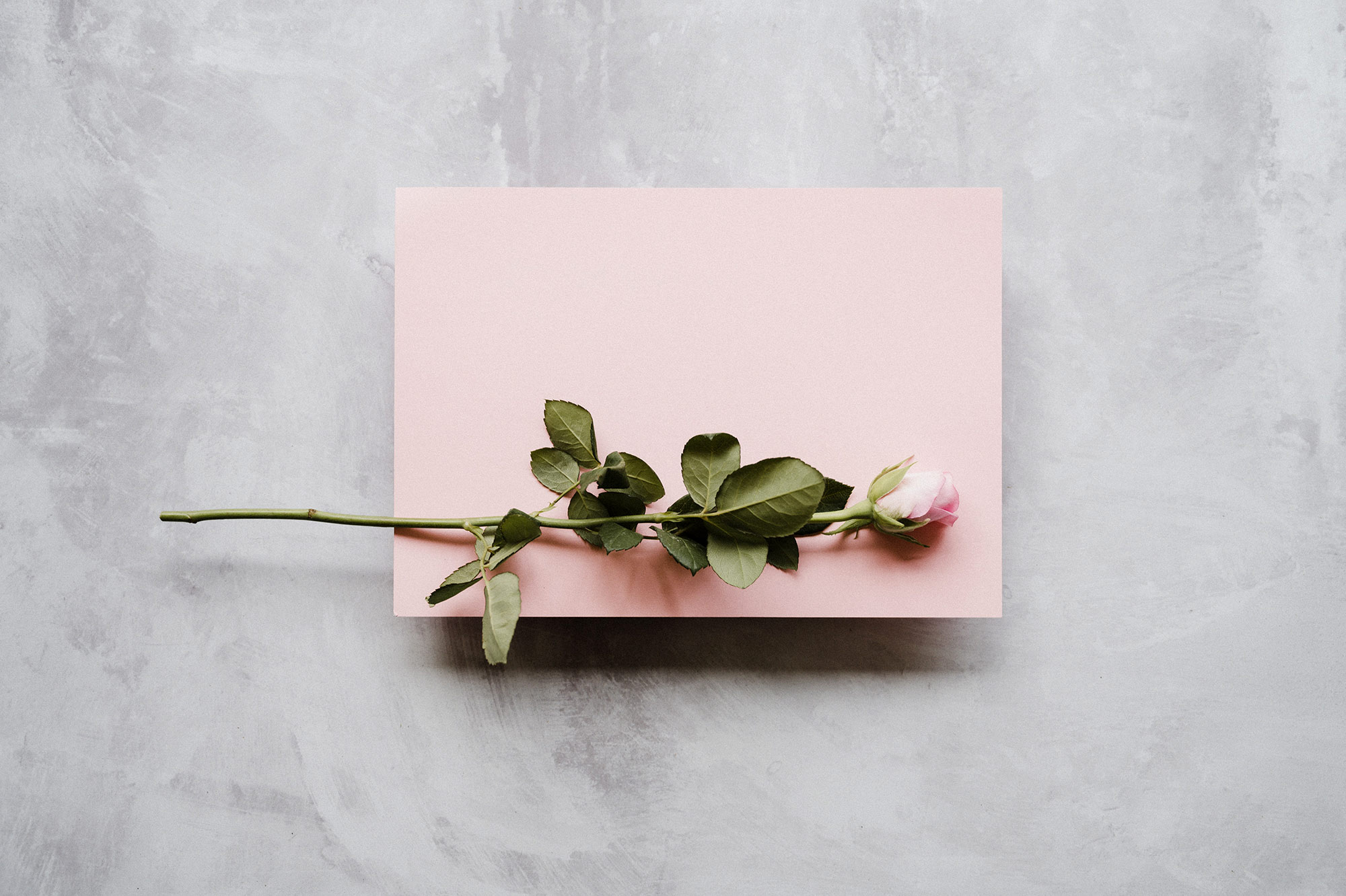 Du rose et des roses pour la Saint-Valentin