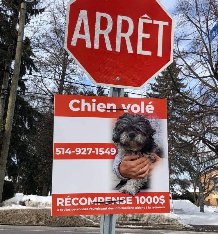 affiche chiens volés