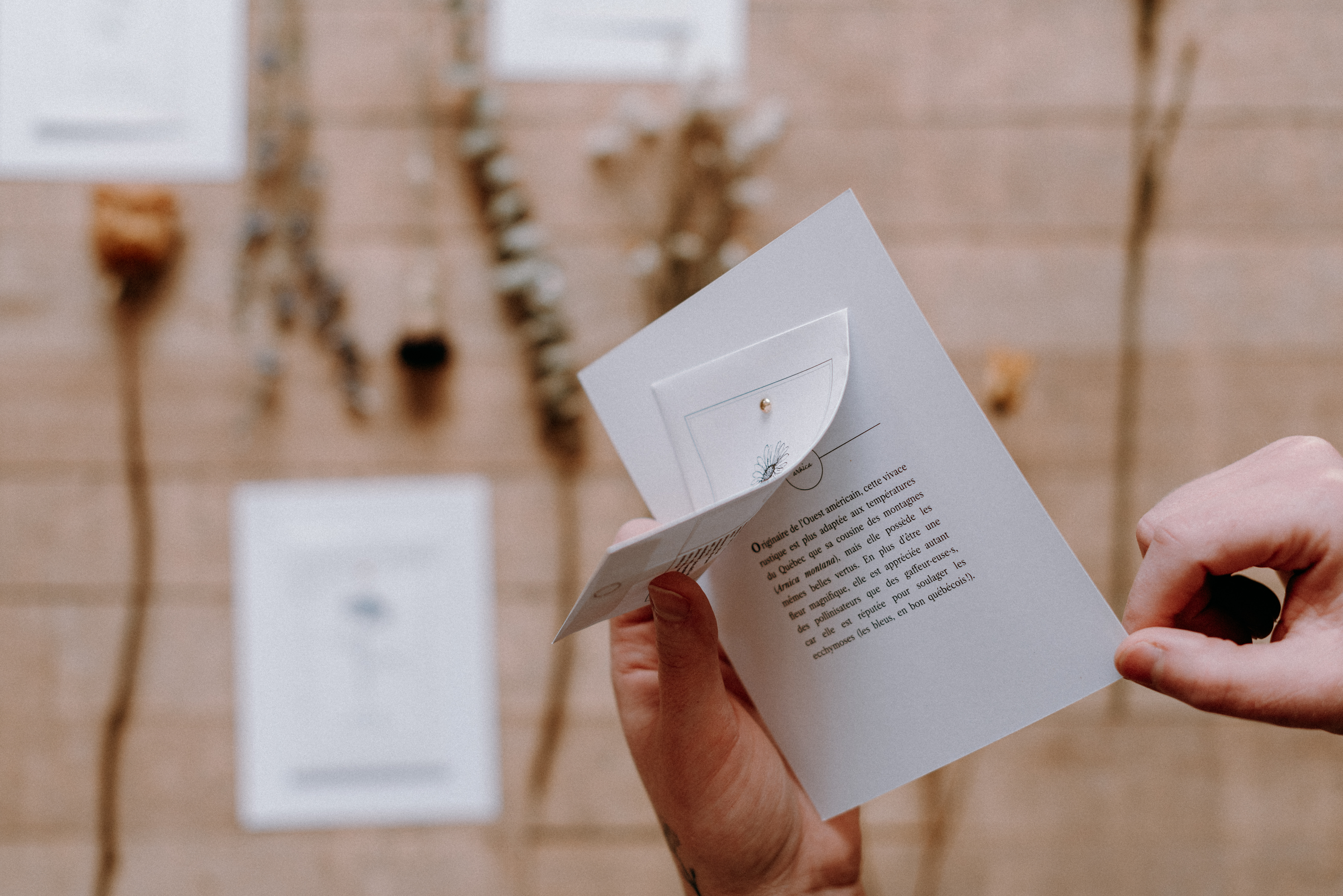 Du semis aux petits pots plantes médicinales