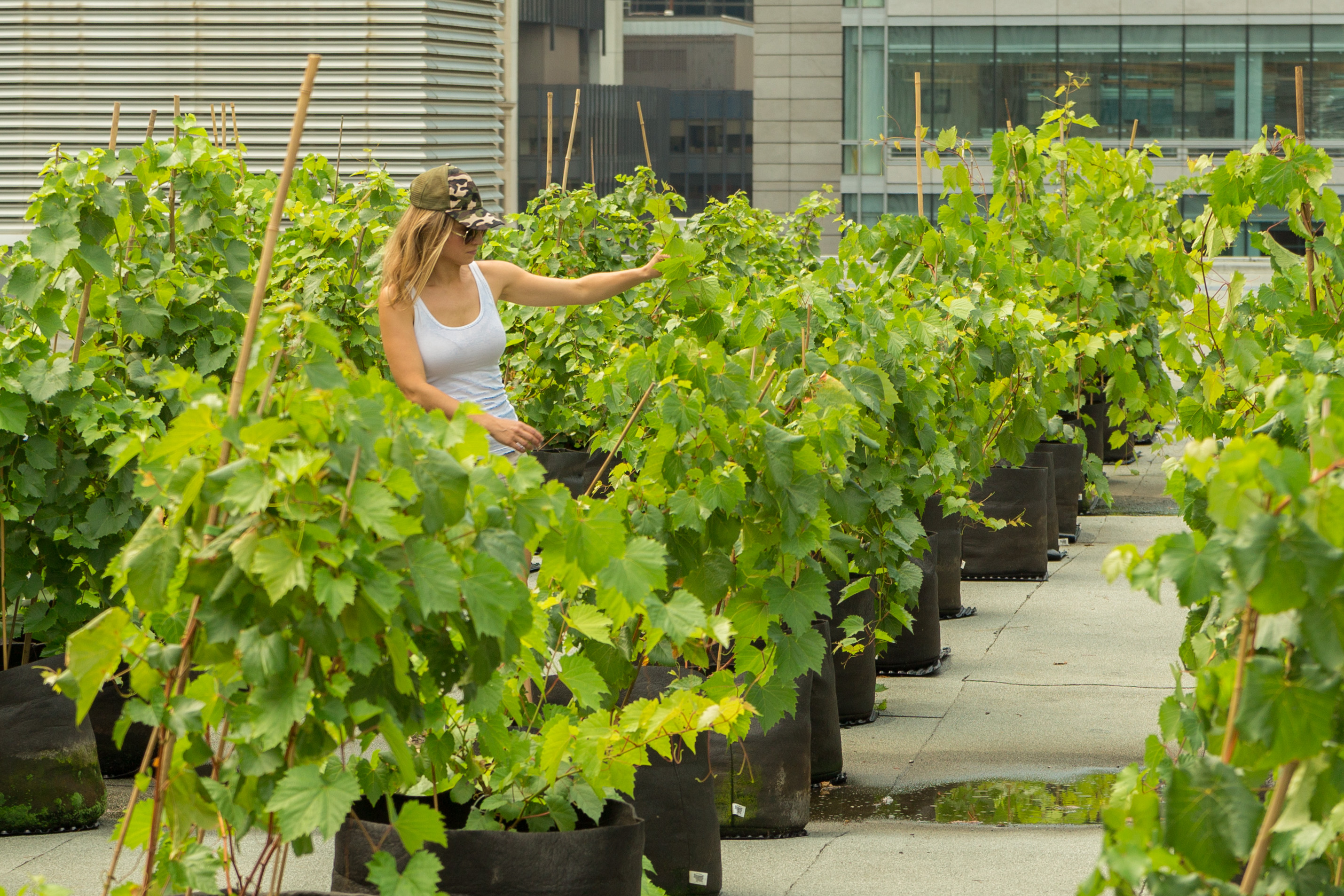 Véronique Lemieux, fondatrice de Vignes en ville sur le toit du Palais des Congrès