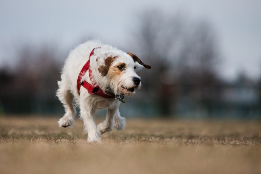 Un nouveau parc à chien devait voir le jour à l’été 2020 à Verdun.