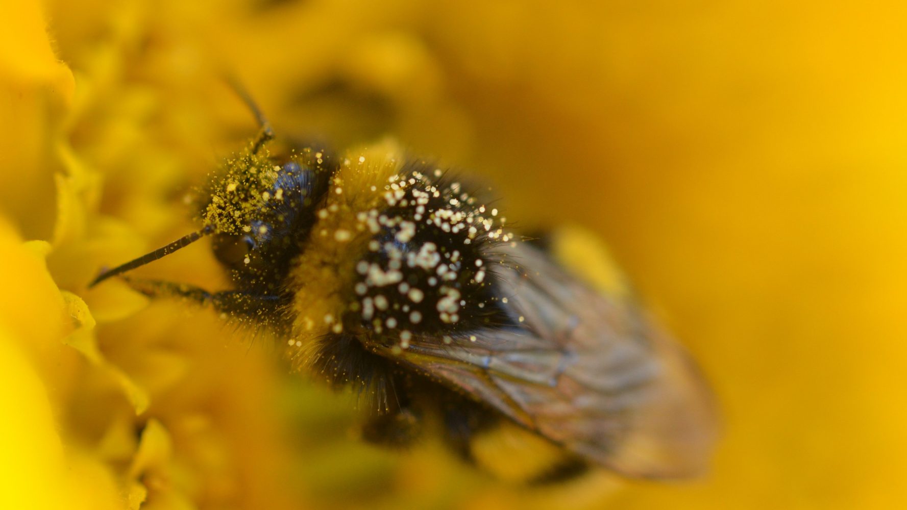 pollinisateurs fleurs