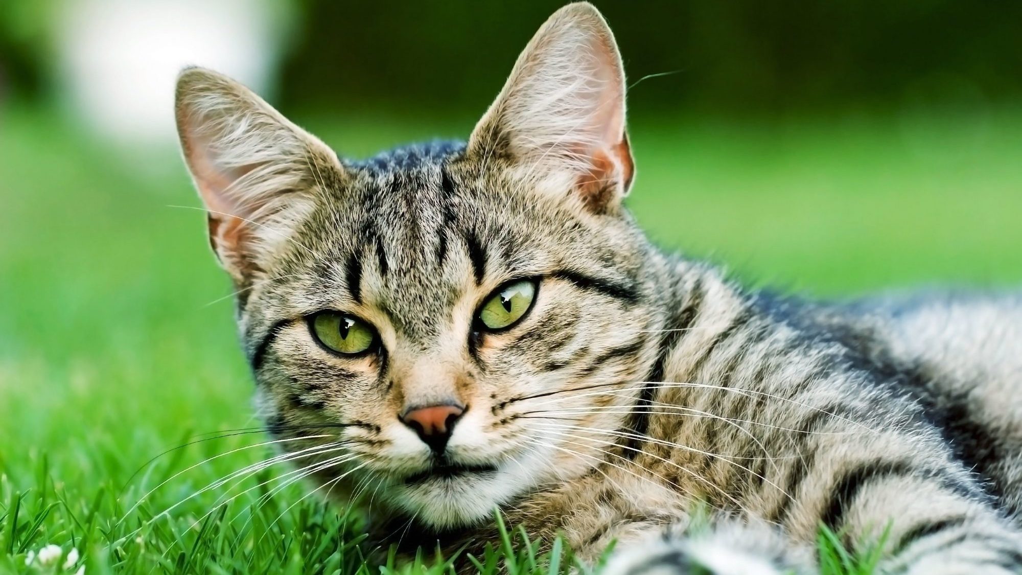 Un chat couché dans l'herbe.