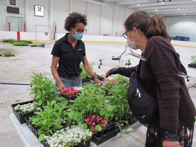 1500 personnes à la distribution de plants dans Mercier-Hochelaga-Maisonneuve