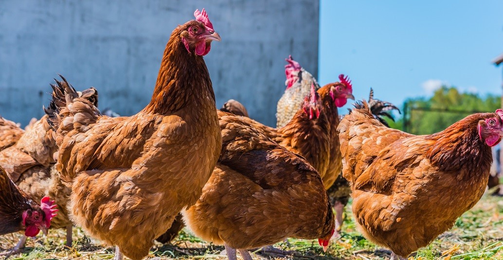 Des poules devant un édifice, alors qu'Ahuntsic-Cartierville s'apprête à en autoriser l'élevage à Montréal