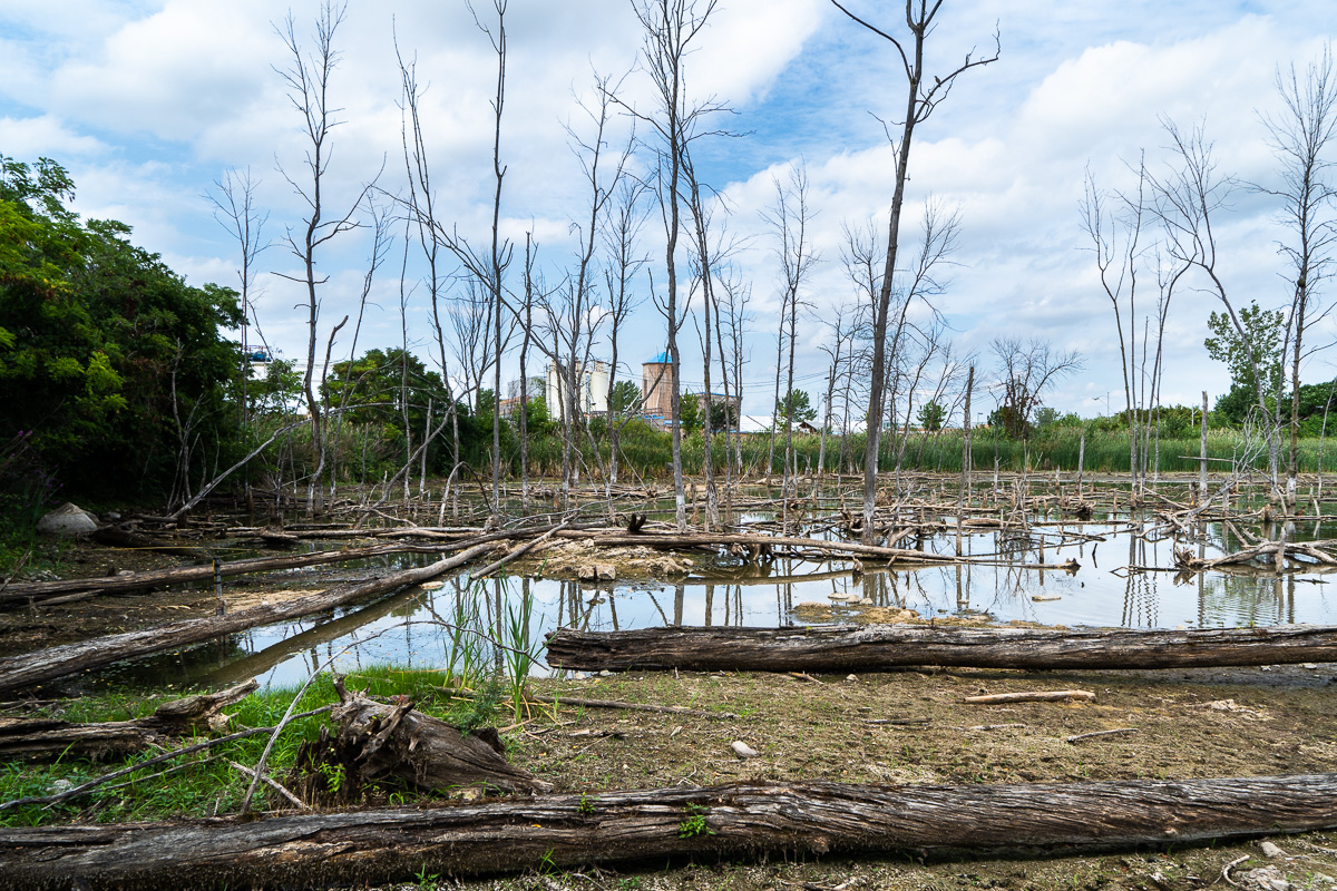 marais des herons technoparc montreal02