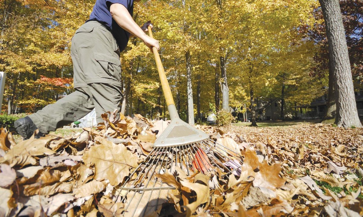 Feuilles-mortes
