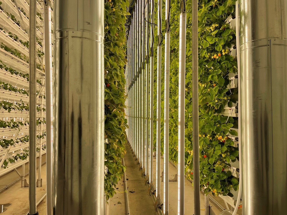 La verticalité des plants de fraises est à la base du concept de Ferme d'hiver