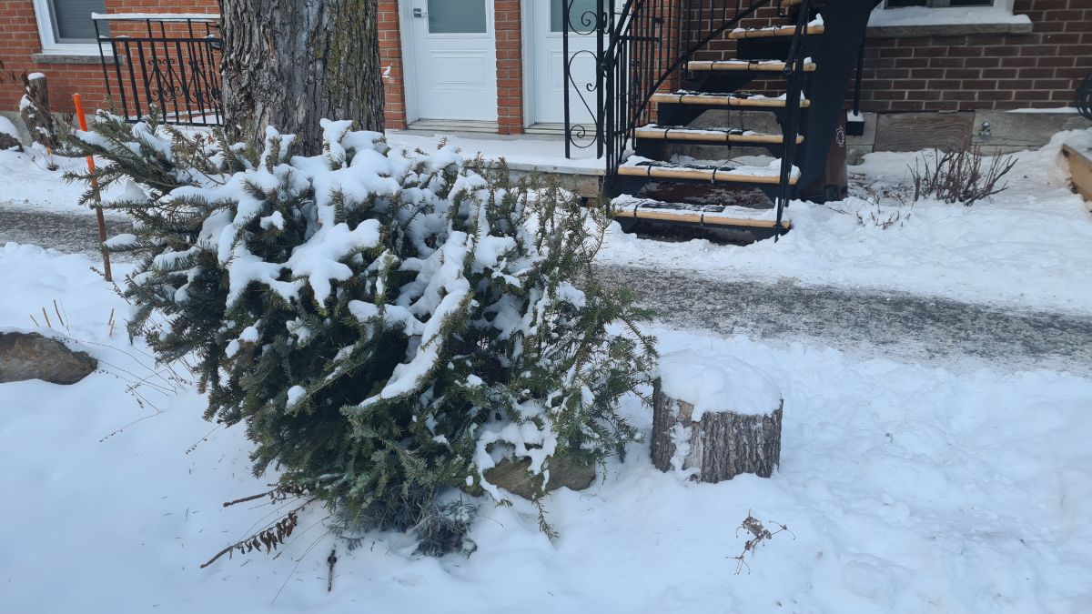 Collecte sapins