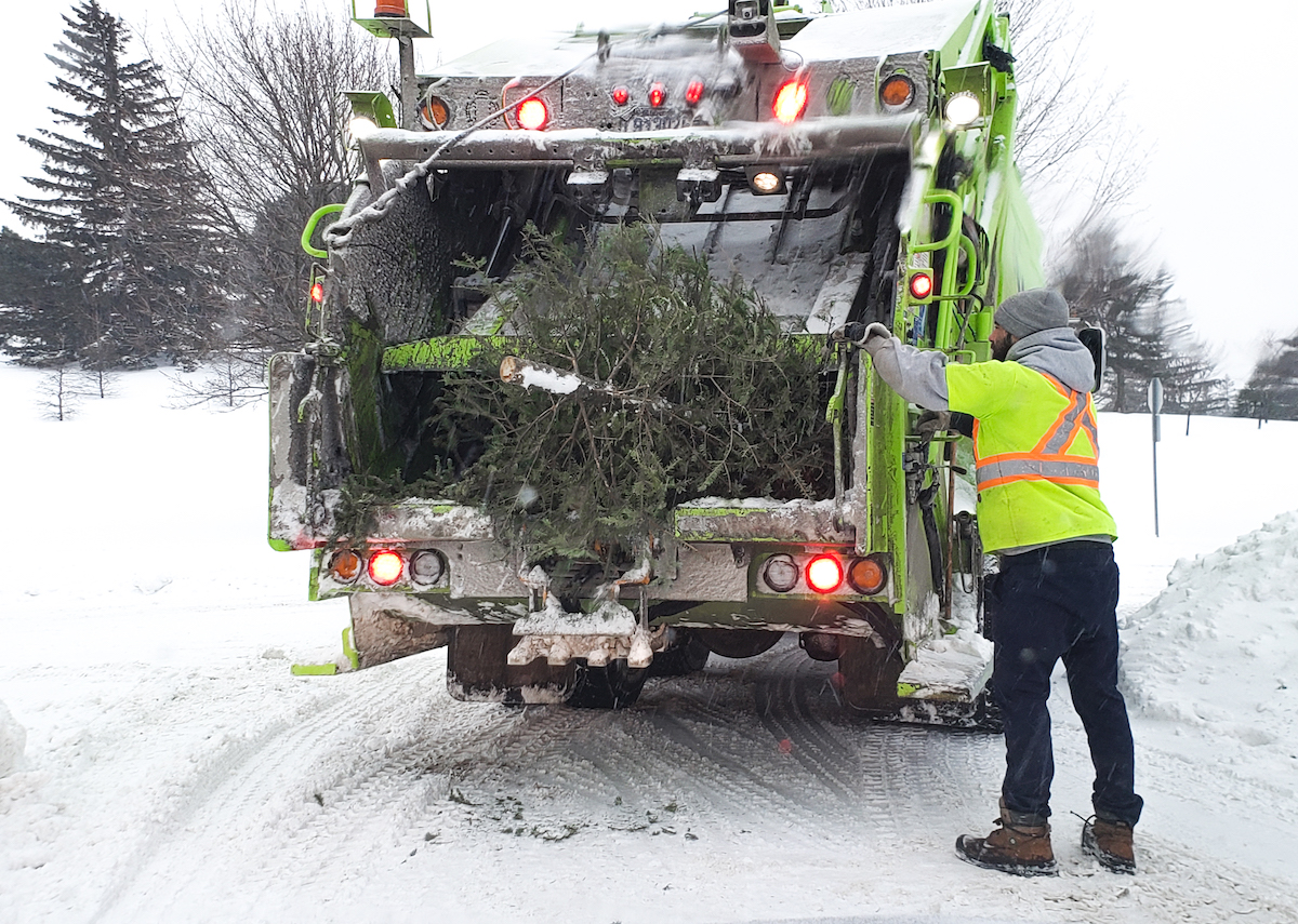 Ramassage des sapins, et après ?