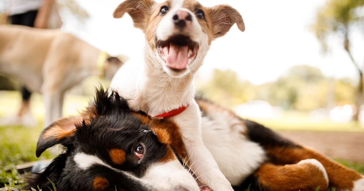 Une pétition demande un parc canin sur le terrain de balle du parc Jean-Martucci.
