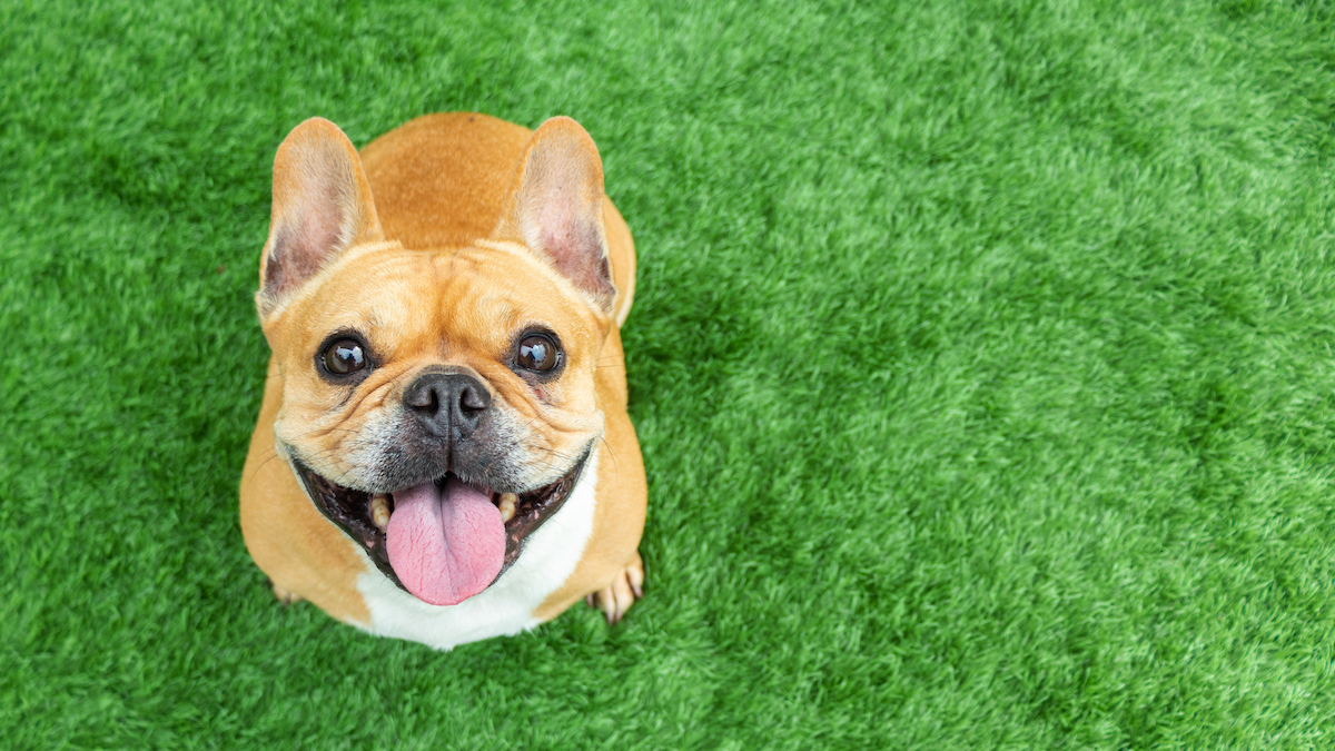 Hébergement pour animaux