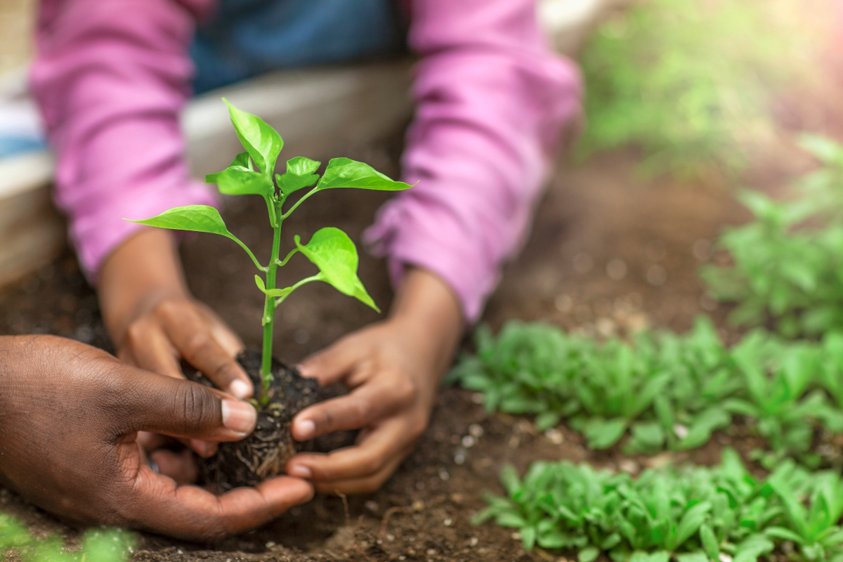 Des mains dans la terre.