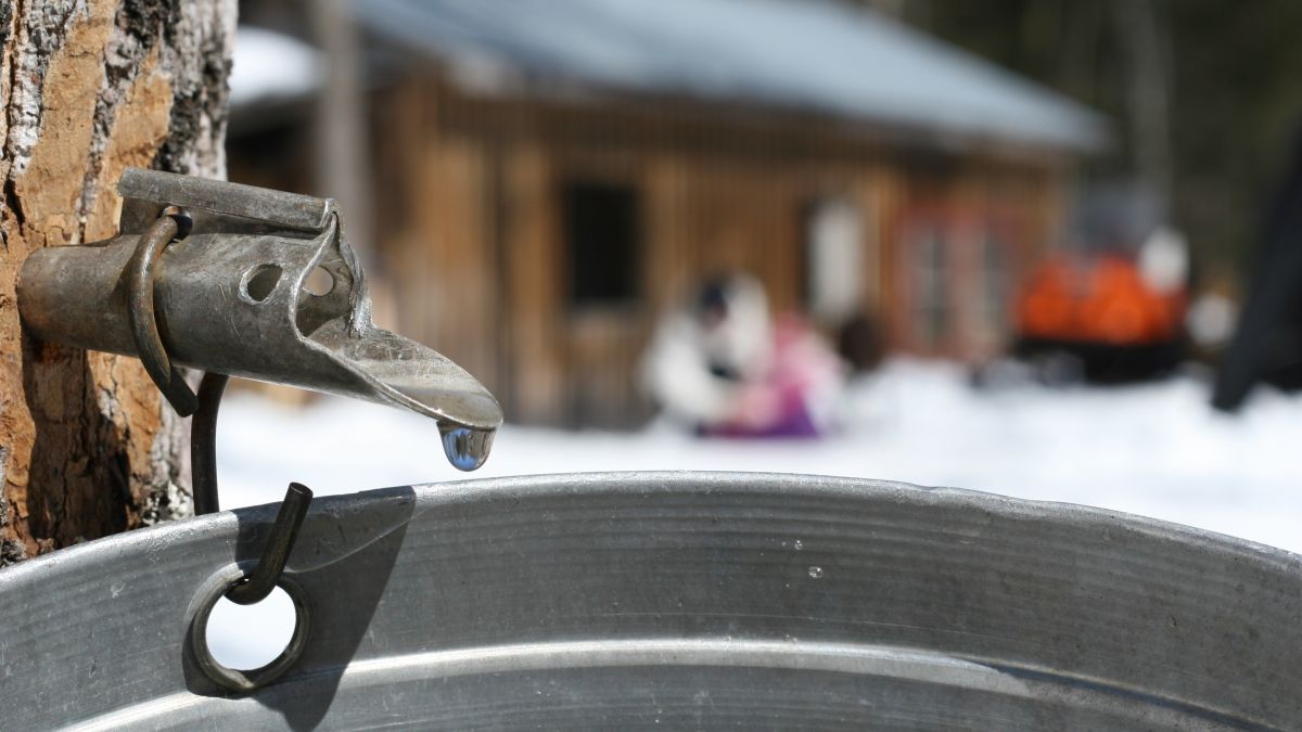 Gros plan sur une entaille dans un érable, avec un sceau pour recueillir l'eau. En arrière-plan, la cabane de l'Érablière Charbonneau.