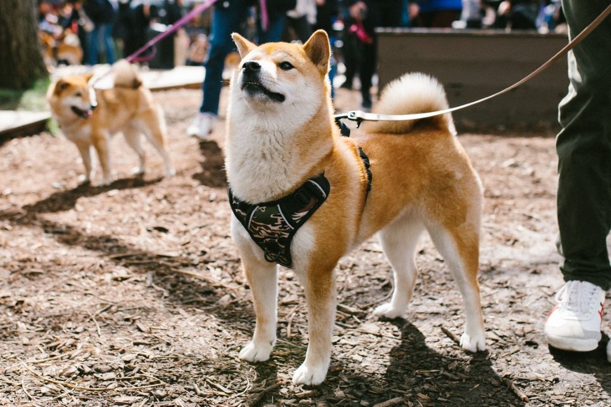 Un chien de type akita tenu en laisse lors d'un rassemblement de chiens japonais dans Côte-des-Neiges.